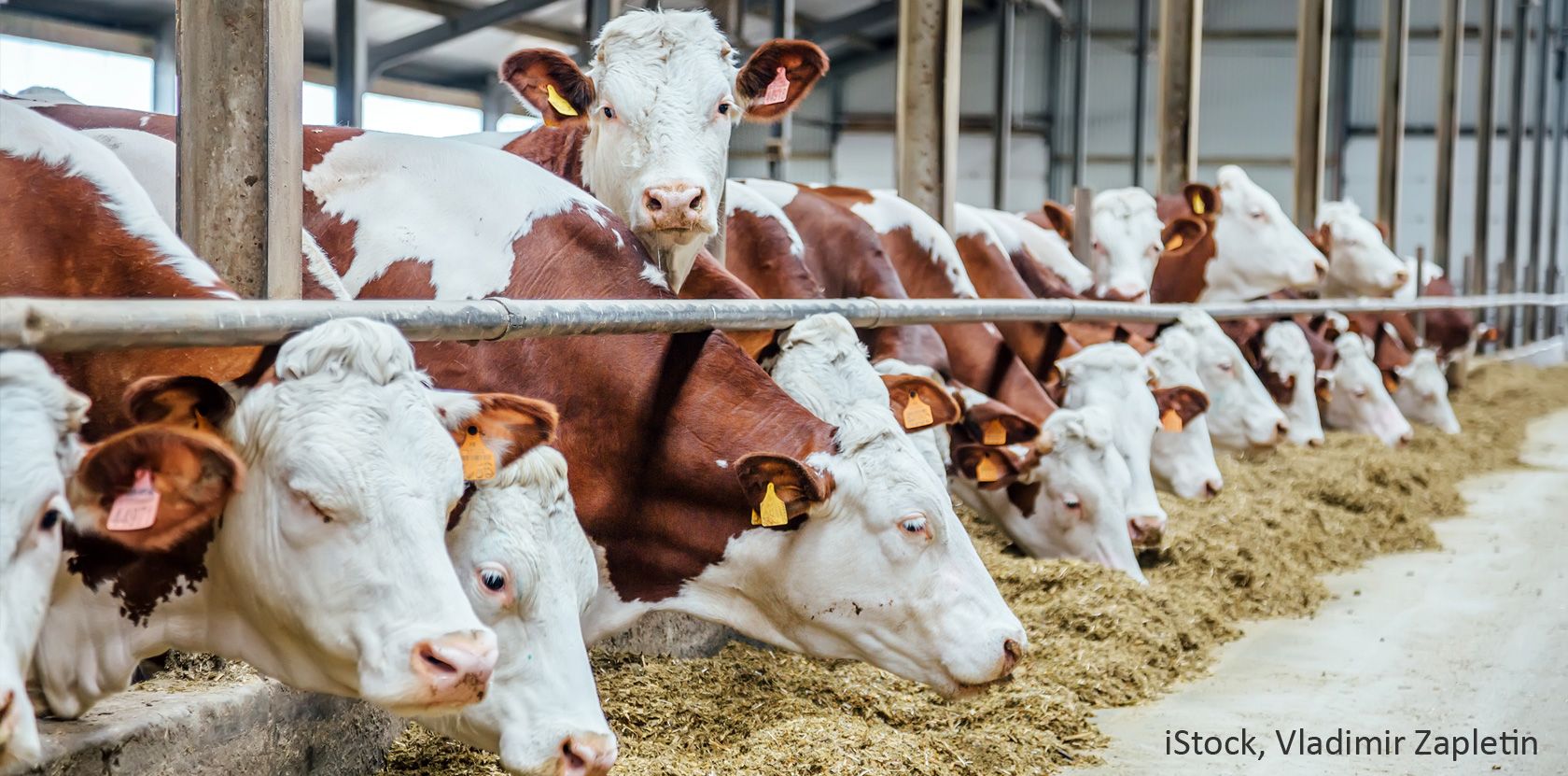 Tiere und Stalltechnik