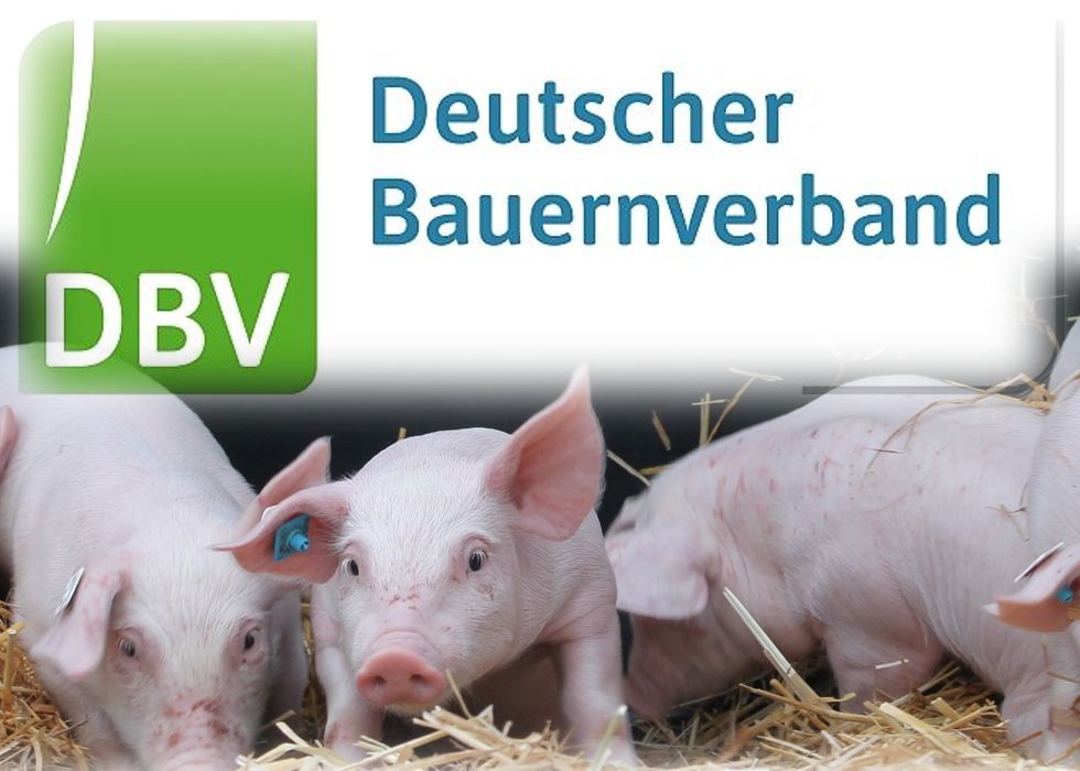 DBV-Veredlungstag: Dialog-Angebote für Schweinehalter 