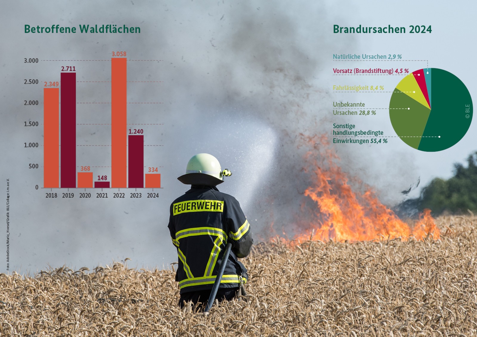 Collage aus einem großen Foto, das einen Feuerwehrmann in einem brennenden Kornfeld zeigt, dazu zwei Grafiken, die für 2024 die Brandursachen von Wäldern als Torten-Diagramm und die Mengen der betroffenen Waldflaechen seit 2018 als Balken-Diagramm darstellen.