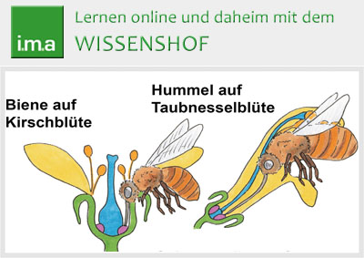 Nützliche Bestäuber - Bienen, Schmetterlinge & Co.