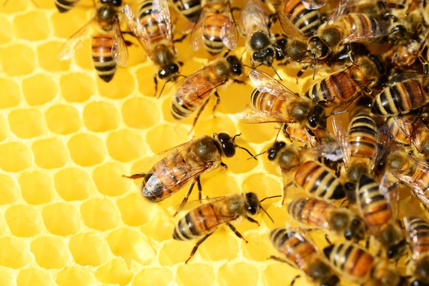 Großes Interesse für das Lenrmaterial zur Honigbiene