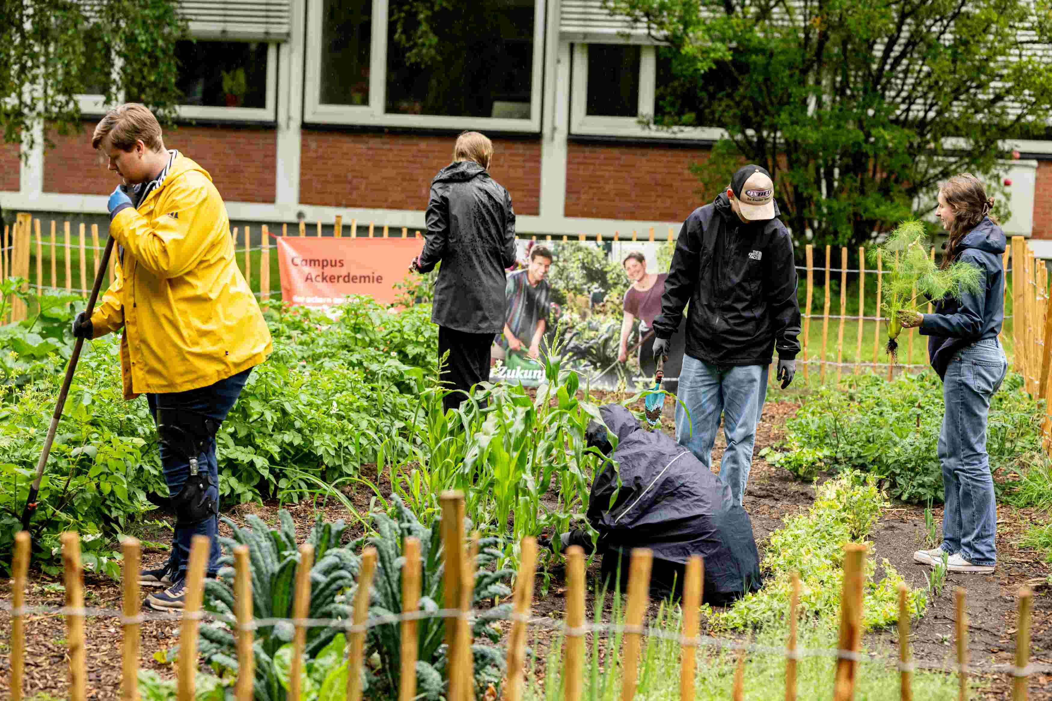 Studenten bei der Arbeit auf Gemüsebeeten.